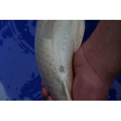 koi numéro 75