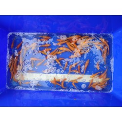 Koï 8-12cm orange