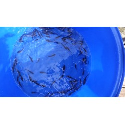 carpe 6-12cm lots