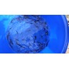 carpe 6-12cm lots