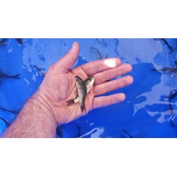 carpe 6-12cm lots