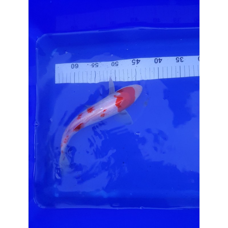 koï Kohaku 28-3