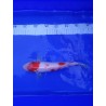 koï Kohaku 28-3