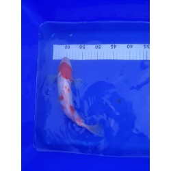 koï Kohaku 28-3