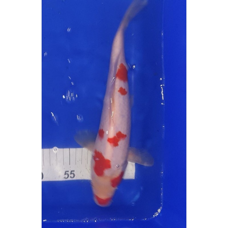 koï kohaku numéro 30-11