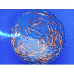 Koï 4-10cm
