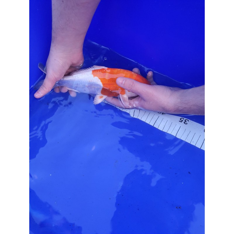 Koi Kikusui numéro 25-1