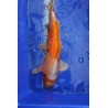 Koi numéro 4