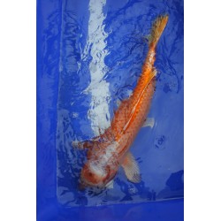 Koi numéro 4