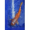 Koi numéro 4