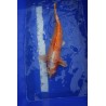 Koi numéro 4