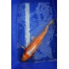Koi numéro 4