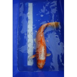 Koi numéro 4