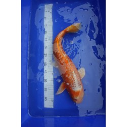 Koi numéro 4