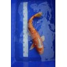 Koi numéro 4