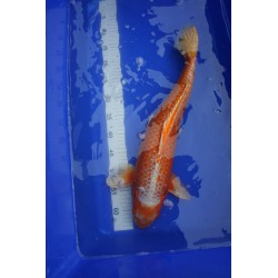 Koi numéro 4