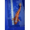 Koi numéro 4