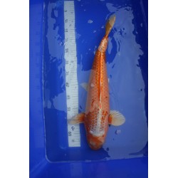 Koi numéro 4