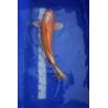 Koi numéro 4