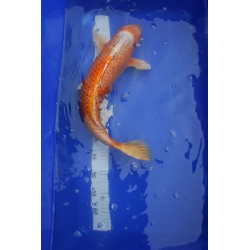 Koi numéro 4