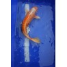 Koi numéro 4