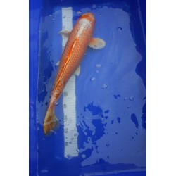 Koi numéro 4