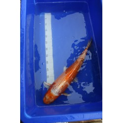 Koi numéro 4