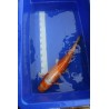 Koi numéro 4