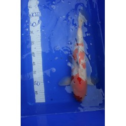 Koi numéro 5
