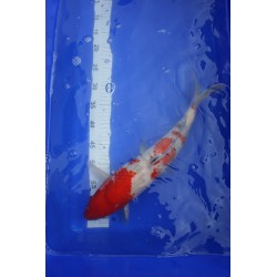Koi numéro 5