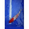 Koi numéro 5