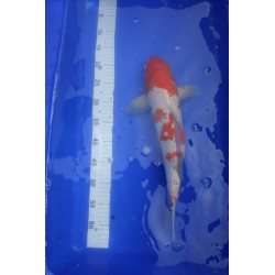 Koi numéro 5