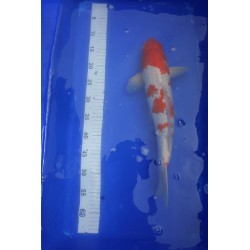 Koi numéro 5