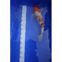 Koi numéro 5