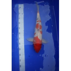 Koi numéro 5