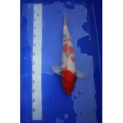 Koi numéro 5