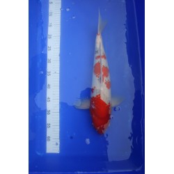 Koi numéro 5