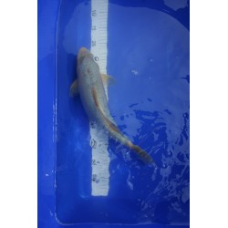 Koi numéro 6