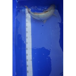Koi numéro 6