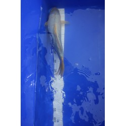 Koi numéro 6