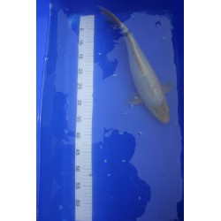 Koi numéro 6