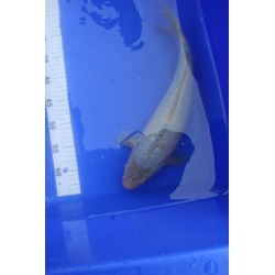 Koi numéro 6