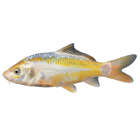 Poisson d'ornement pour l'aquaponie