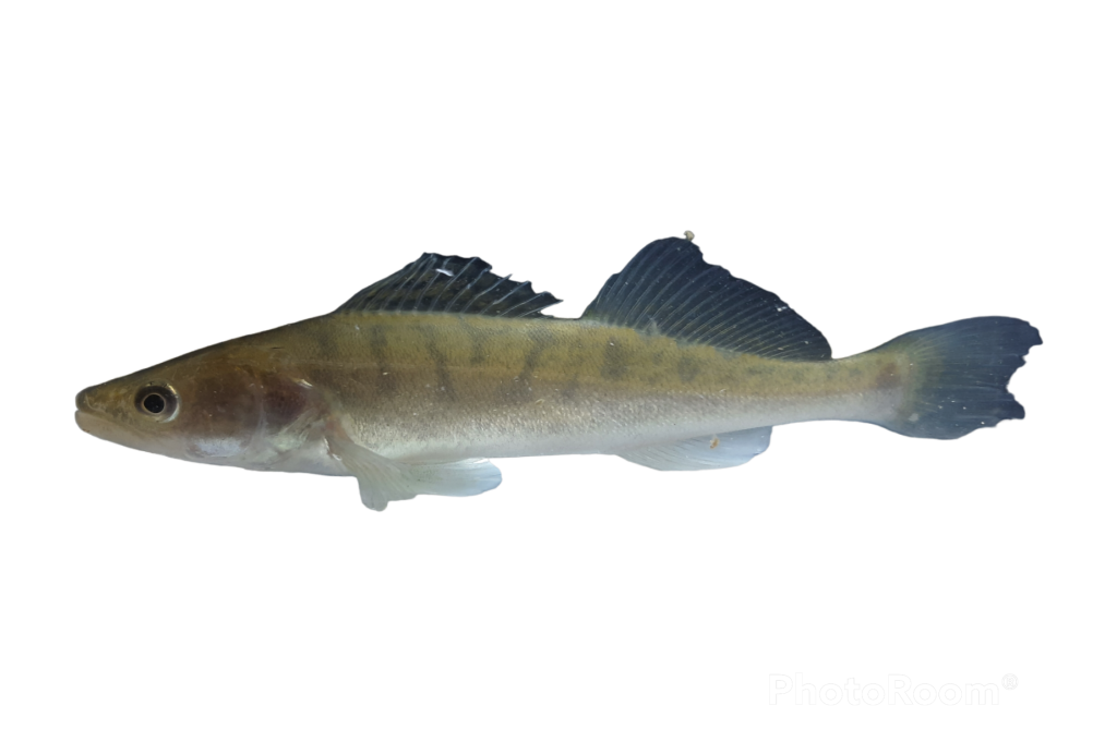 Les poissons pour l'aquaponie
