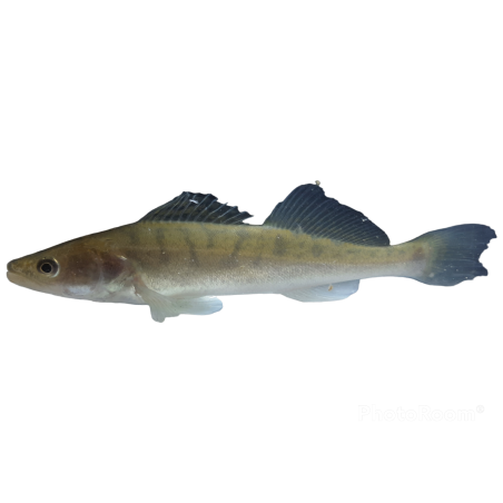 Poisson d'aquaponie