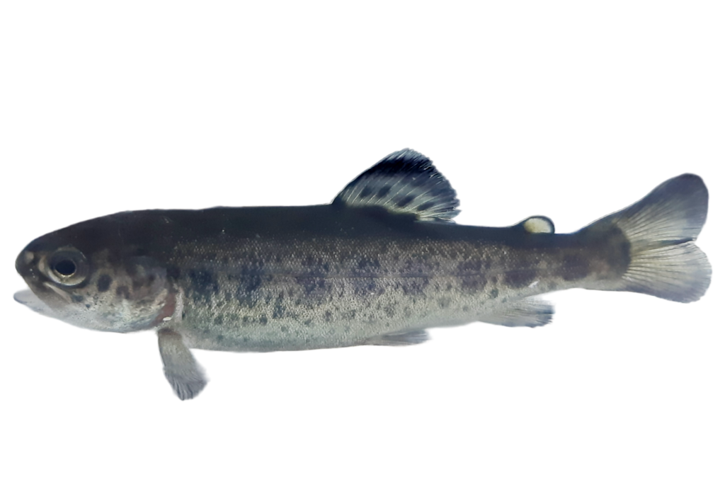 salmonidé