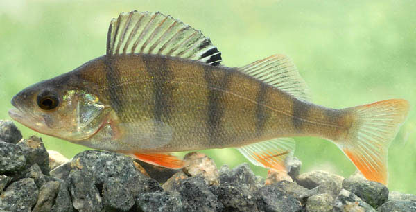 Poisson perca fluviatilis (perche) : fiche complète, paramètres, volume,  maintenance en aquarium, reproduction et nourriture