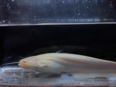 Fiche conseil maintenance et élevage du silure (Silurus glanis) en aquaponie.