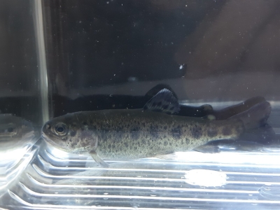 Fiche élevage de la truite arc-en-ciel (Oncorhyncus mykiss)