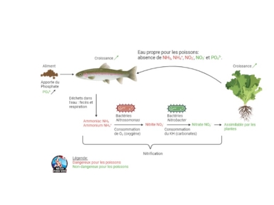Le cycle de l'azote en aquaponie : fonctionnement et impact
